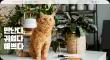 thumnail_url-pc